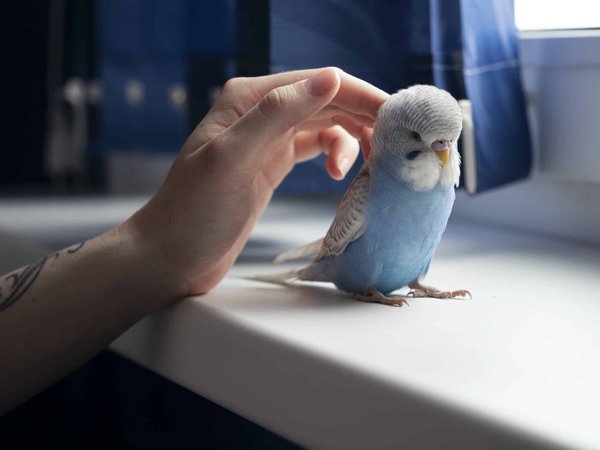 Comment couper les plumes d'une perruche ?