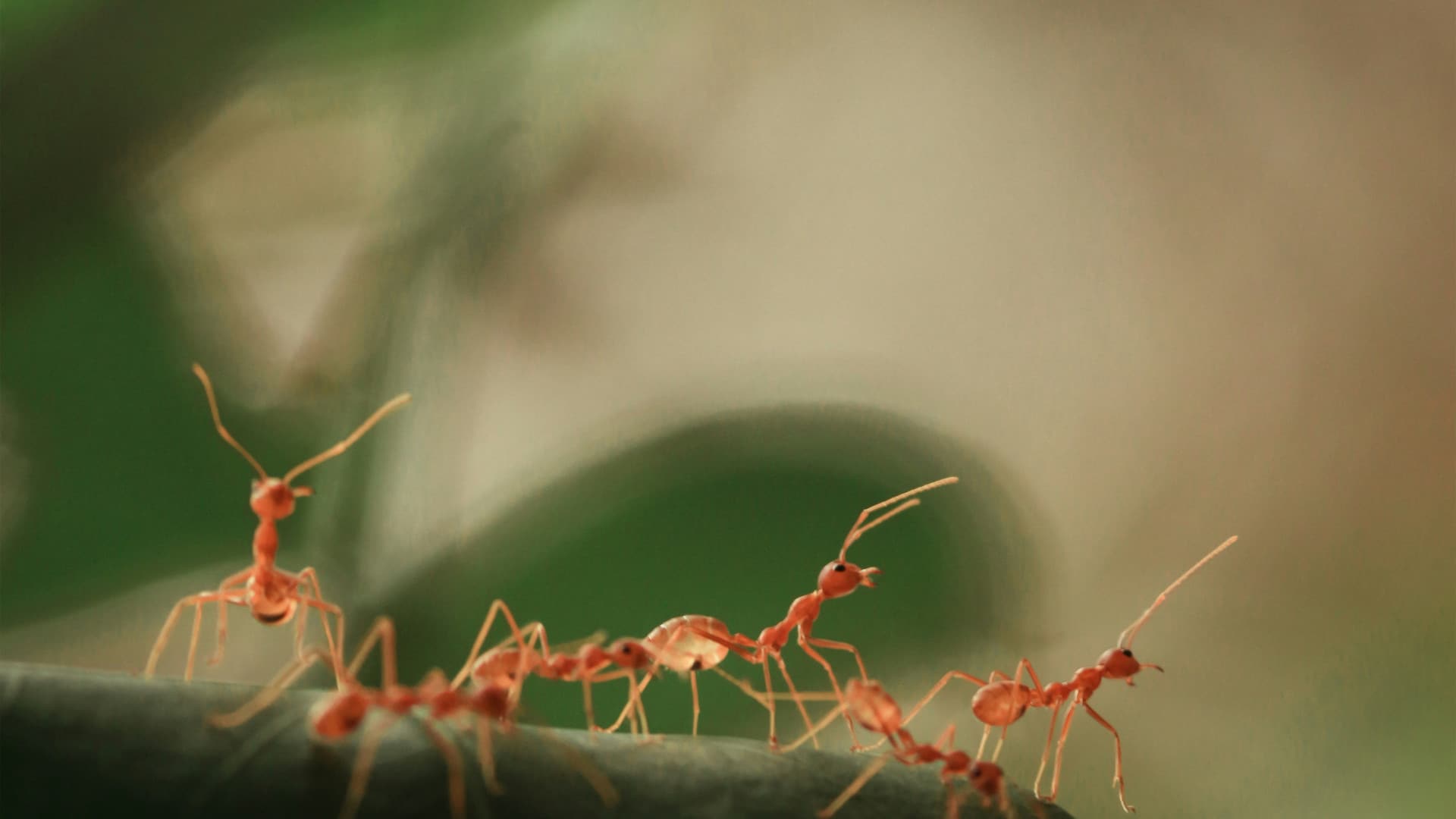 Des insectes à la maison ? Réagissez dès maintenant !